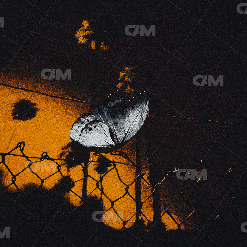 Rust & Wings (butterfly)