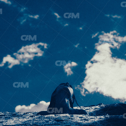 Drown