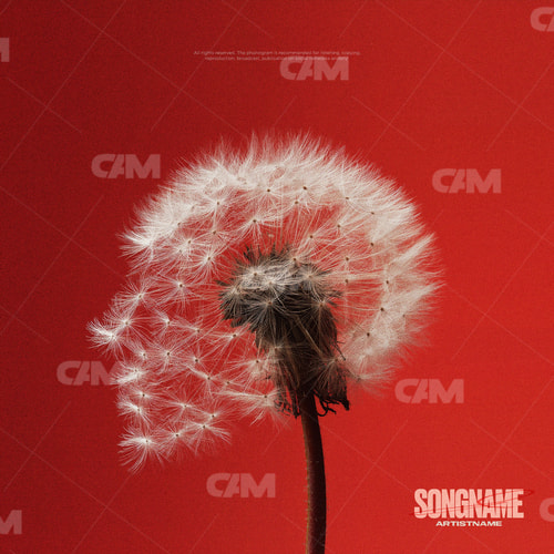 Dandelion