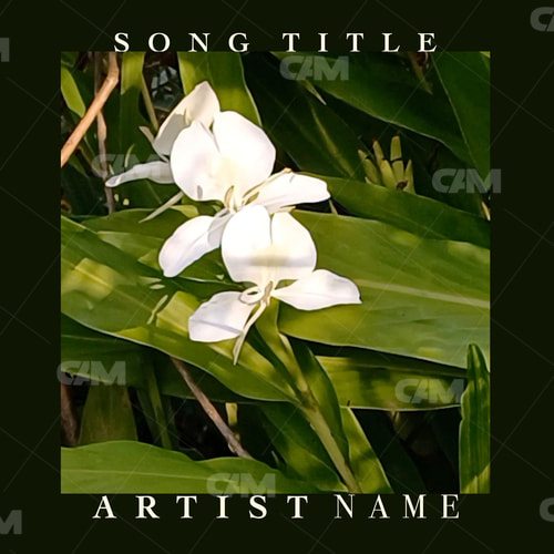 Jungle Orchid