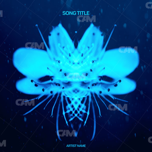 Lucid Bloom