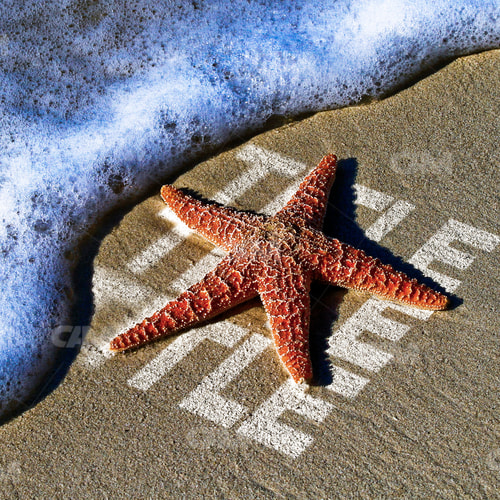 Starfish